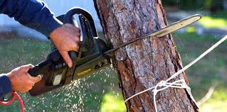 Best Tree Maintenance Programs  in Saratoga, CA